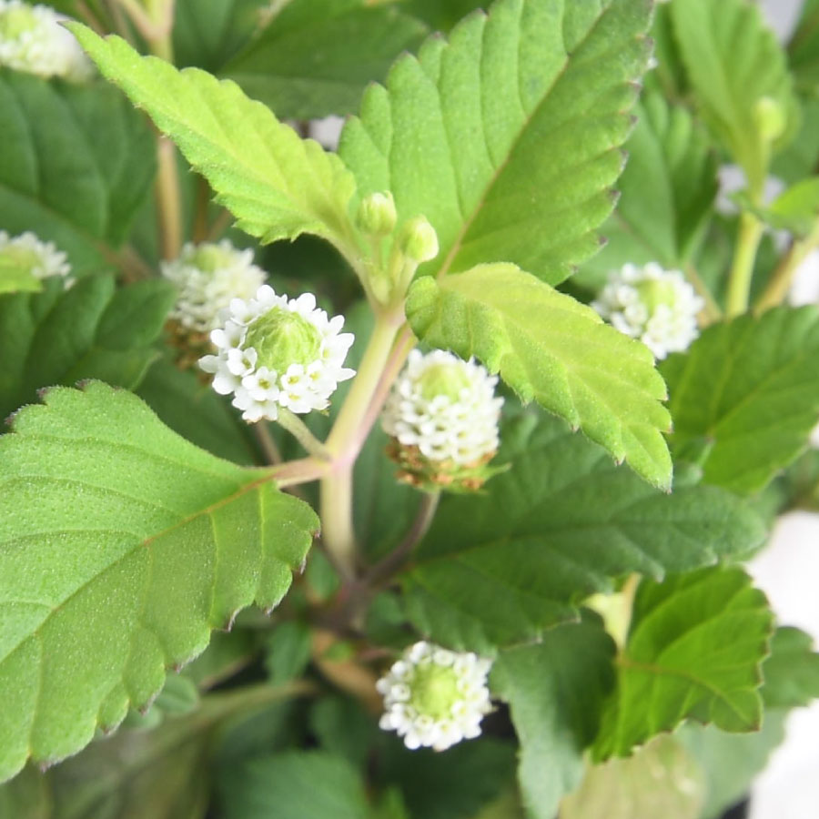 楽天市場】メキシカン スイートハーブ リッピア 3号ポット苗