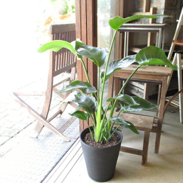 楽天市場】オーガスタ ストレリチア ニコライ 3株植え 8号鉢サイズ