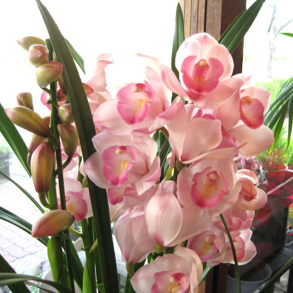 楽天市場】シンビジューム 4本立ち以上 鉢植え 洋蘭 洋ラン 送料無料