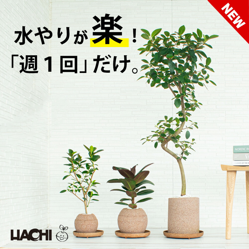 楽天市場】【初心者向け】観葉植物 フィカス フランスゴムの木 大型