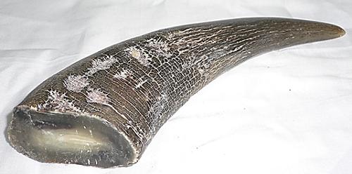 楽天市場】水牛角、原角。プロ用（漁師）。長さ264m/m・切断面、75m