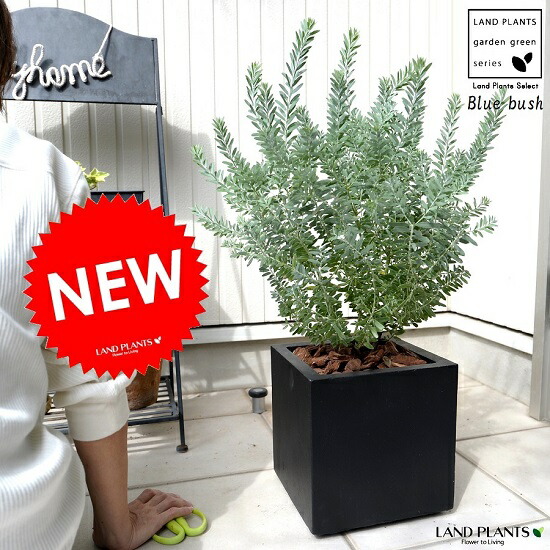 楽天市場】アカシア（ブルーブッシュ） 黒色 キューブ型 陶器鉢 低木