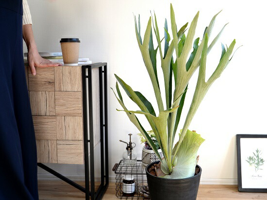 楽天市場】コウモリラン（ビカクシダ） 8号 セラアート鉢 ブラック