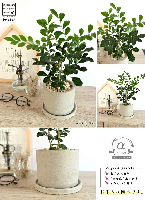 楽天市場】シルクジャスミン（ゲッキツ） セメント製 シリンダー型