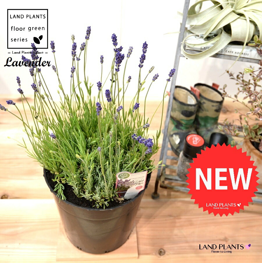 楽天市場】ラベンダー（アヴィニョン・アーリーブルー） 苗木 7号