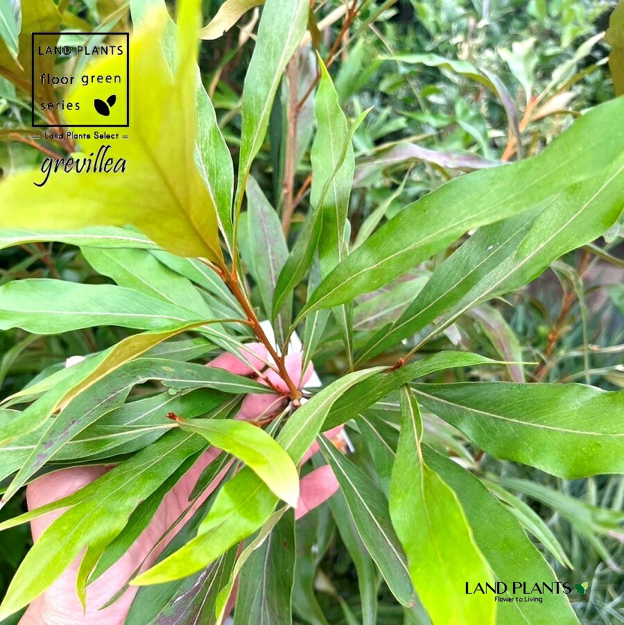 楽天市場】グレビレア（ゴールド） 10号 ポット苗 1鉢 ベイリアナ