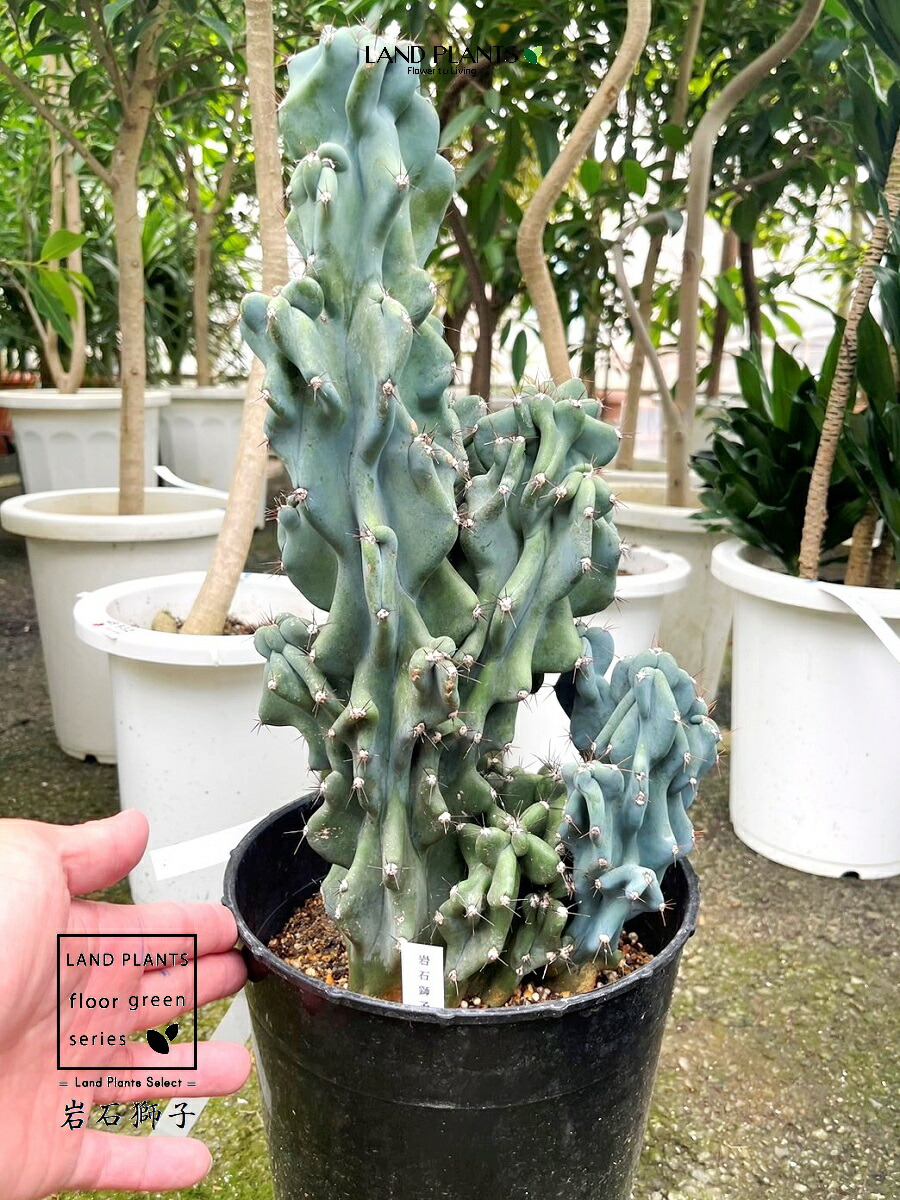 楽天市場】サボテン （岩石獅子：ガンセキジシ） 7号 プラスチック苗 1