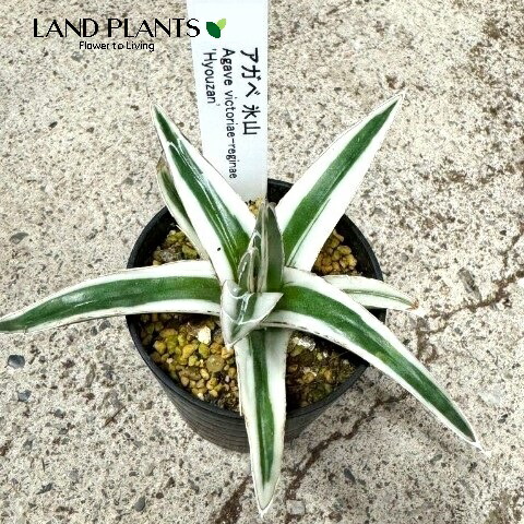 楽天市場】アガベ（氷山：ヒョウザン）Sサイズ 2.5号 プラスチック苗 1