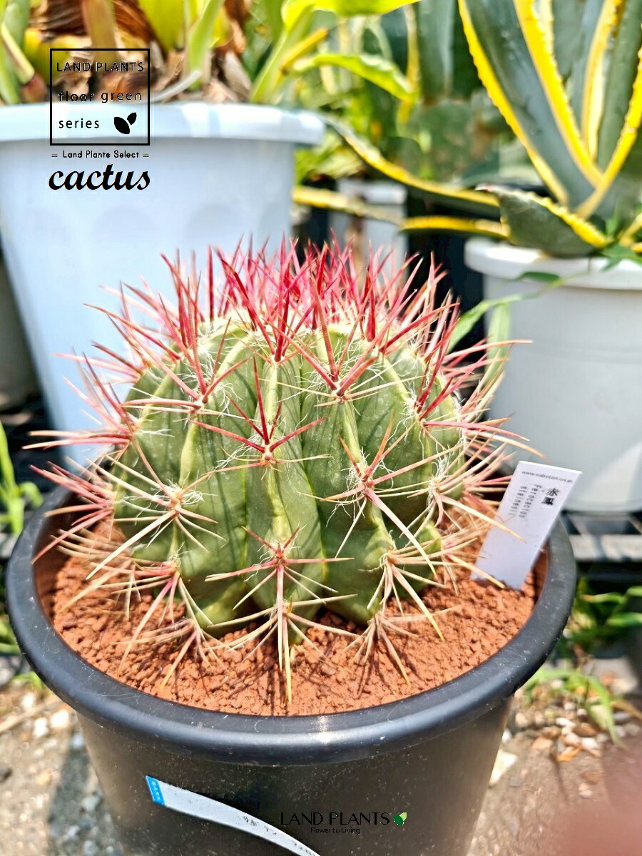 楽天市場】サボテン（赤鳳：フェロカクタス） 8号 プラスチック苗 1鉢