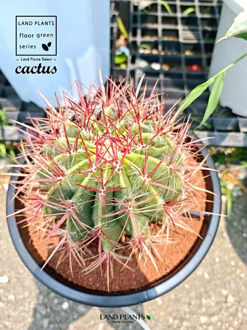 楽天市場】サボテン（赤鳳：フェロカクタス） 8号 プラスチック苗 1鉢