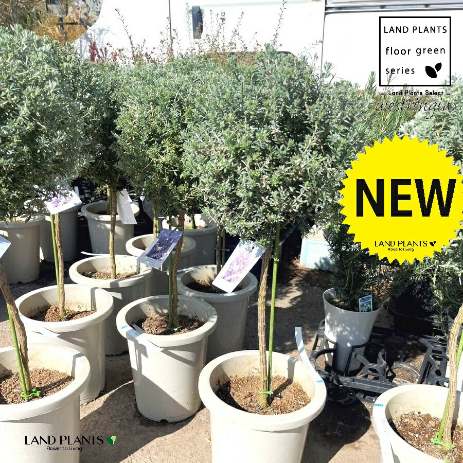 ウエストリンギア」の人気商品一覧 | 安い商品を通販サイトから探す