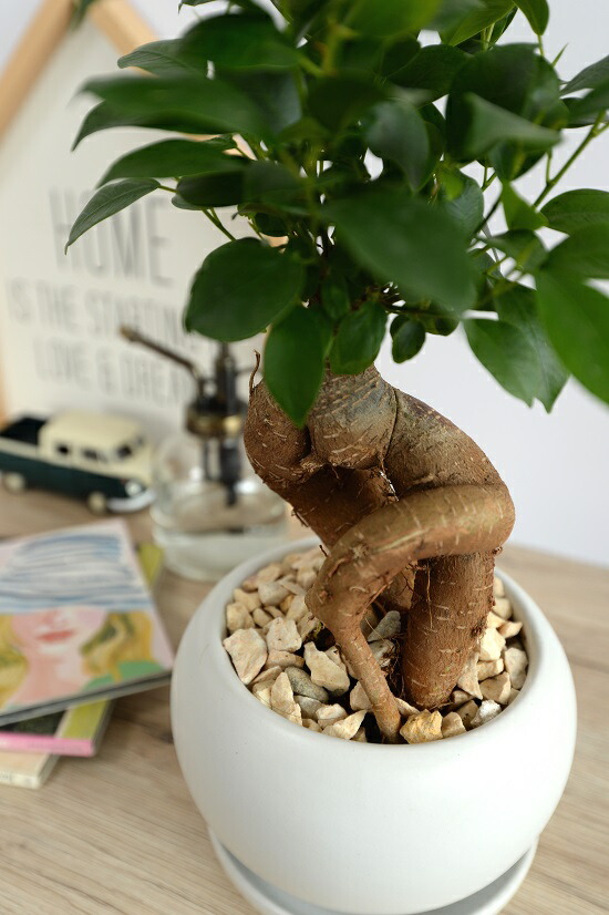 楽天市場】がじゅまる（幹太タイプ） 白色 大丸 陶器鉢（天然砕石