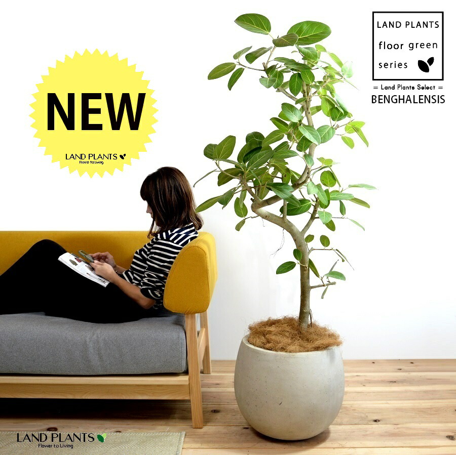 楽天市場】ベンガレンシス 10号の通販