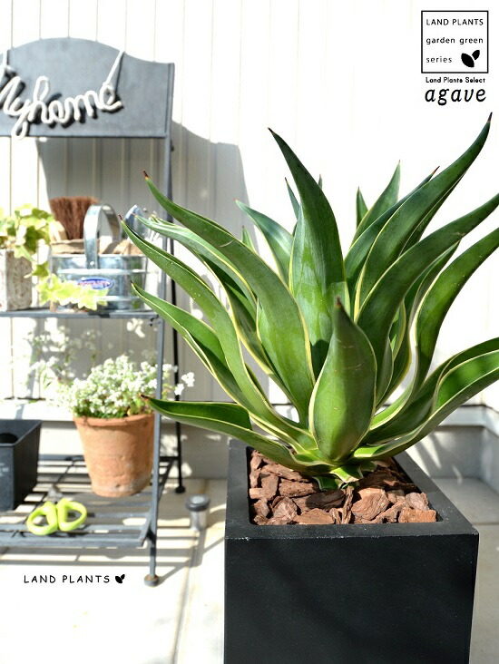 楽天市場】アガベ (ベネズエラ) ブラック キューブ型 陶器鉢 鉢植え 鉢