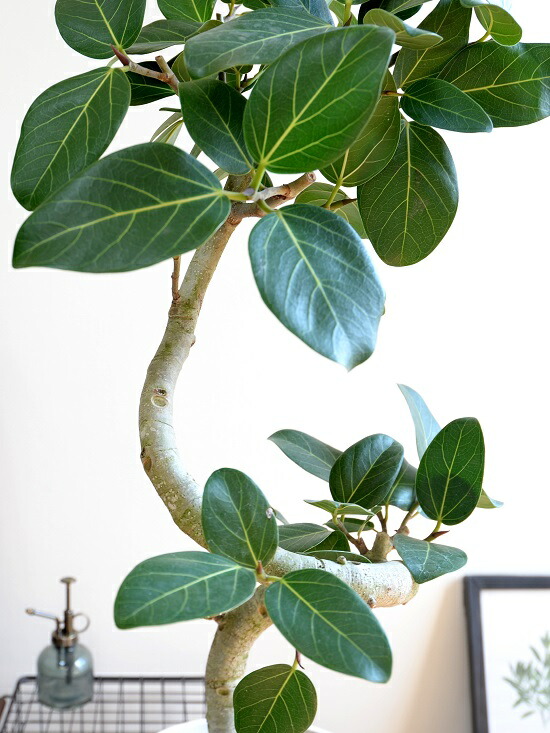 楽天市場】ベンガレンシス（3Dカーブ曲がり） 8号 白色 セラアート鉢