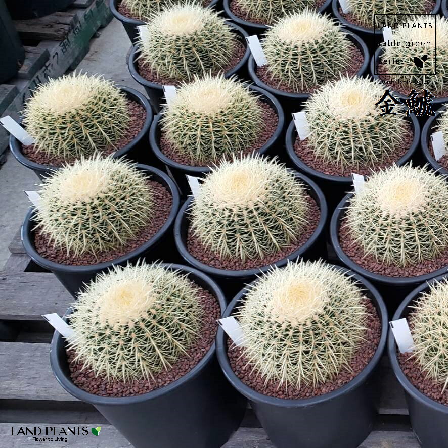 楽天市場】【ロックガーデン用苗】 サボテン（金鯱：キンシャチ） 1鉢