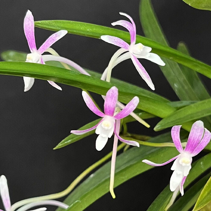 楽天市場】【現品販売】富貴蘭 篤姫 2.5号鉢 フウキラン 風蘭 古典植物