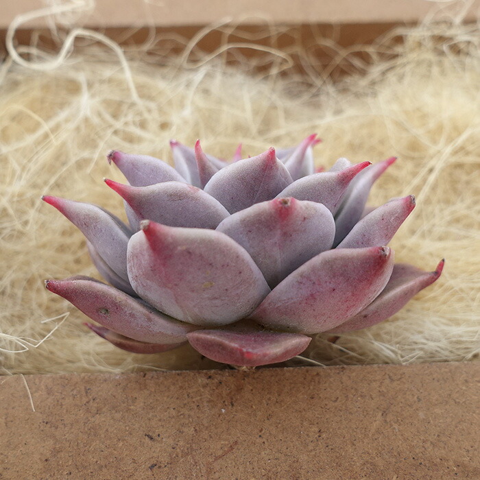 楽天市場】多肉植物 エケベリア ミア 韓国苗 抜き苗 カット苗 約4.5cm