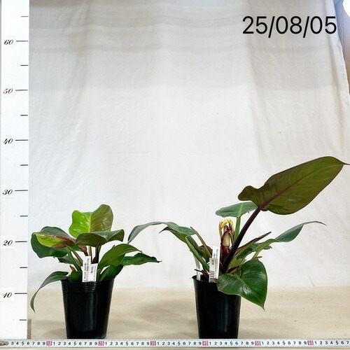 楽天市場】観葉植物 フィロデンドロン インペリアル イエローフレーム