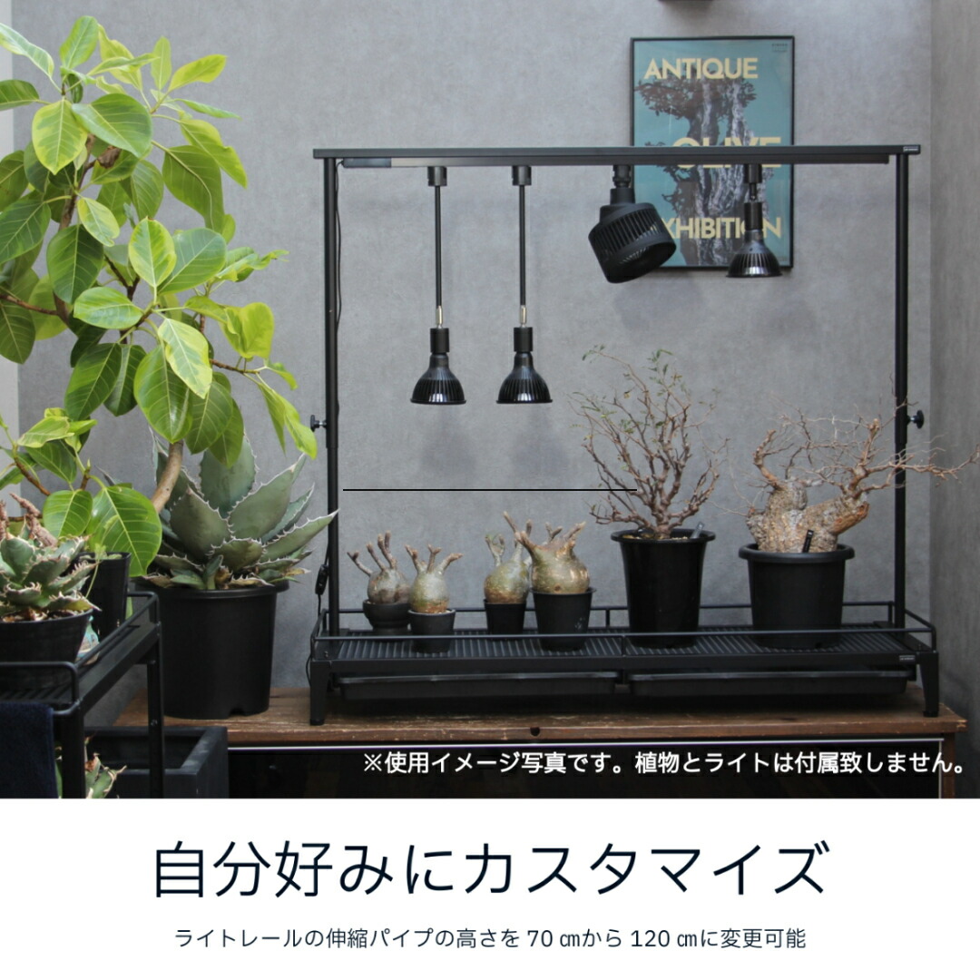 楽天市場】水受けトレー付1段植物棚 植物棚 アガベ 塊根植物 観葉植物