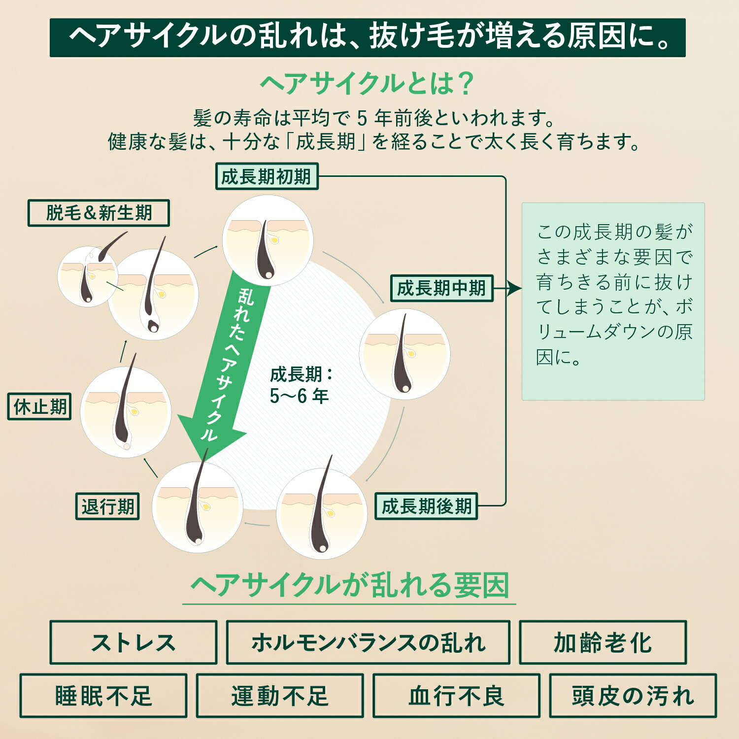 ロクシタンアドバンストスカルプケア育毛増毛ヘアケア 2本 楽天市場