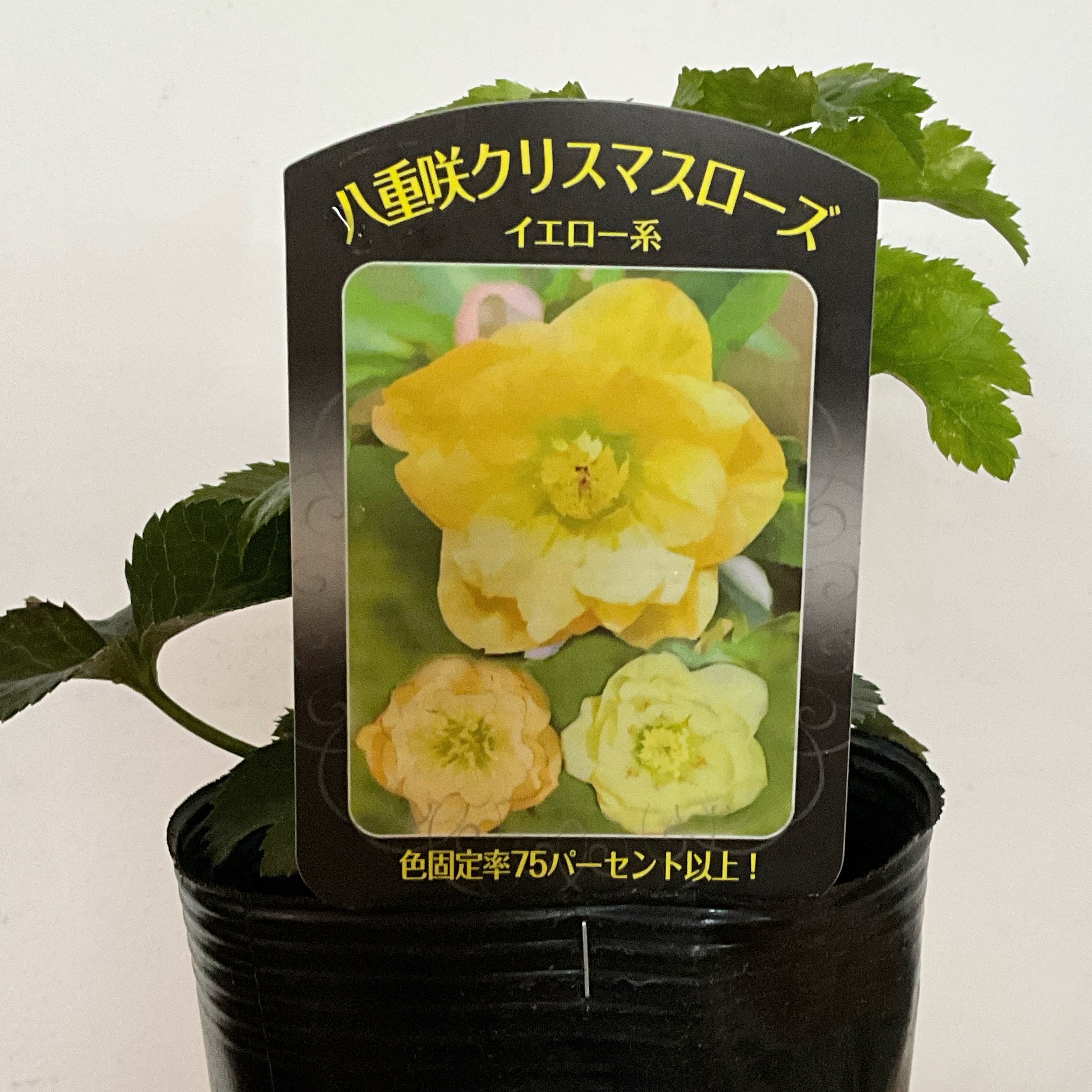 楽天市場】【SS限定☆エントリーで＋P10倍＆MAX15％OFFクーポン】曽田