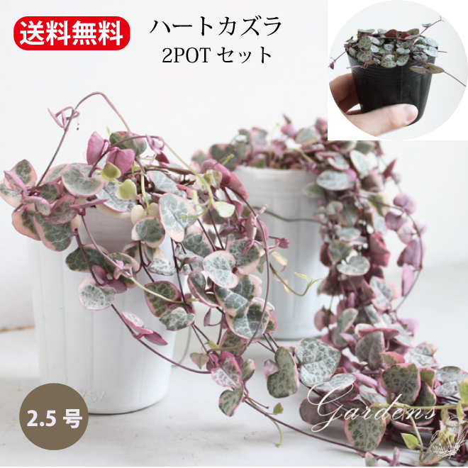 楽天市場】【SS限定☆エントリーで＋P10倍＆MAX15％OFFクーポン