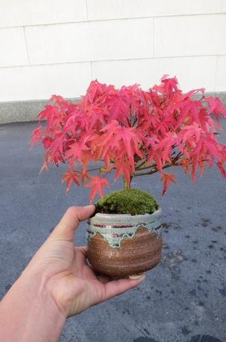 楽天市場】お誕生日の贈り物に もみじ盆栽 贈り物に ミニ盆栽:【清姫