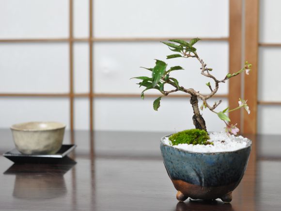 楽天市場】盆栽 桜 ミニ桜 十月桜 ミニ盆栽 生子信楽鉢 桜のモダン盆栽