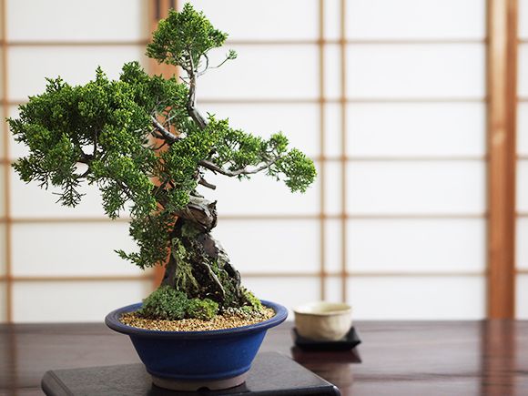 楽天市場】盆栽 真柏 石付き真柏 大型 大品盆栽 高級 プレゼント