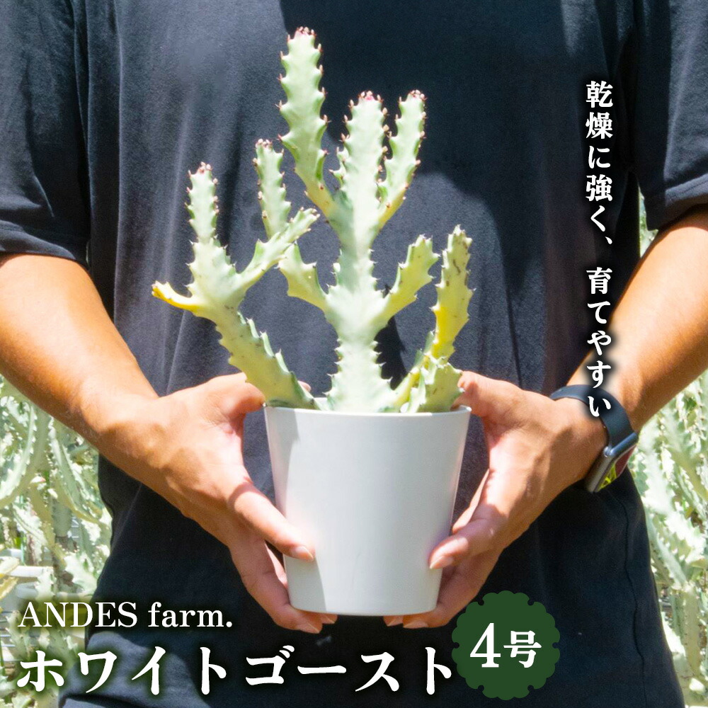 楽天市場】ユーフォルビア ホワイトの通販