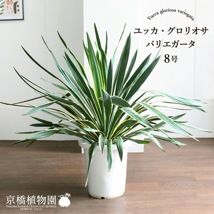 楽天市場】【5日はP5倍！】【SSクーポンあり】ユッカ・グロリオサ