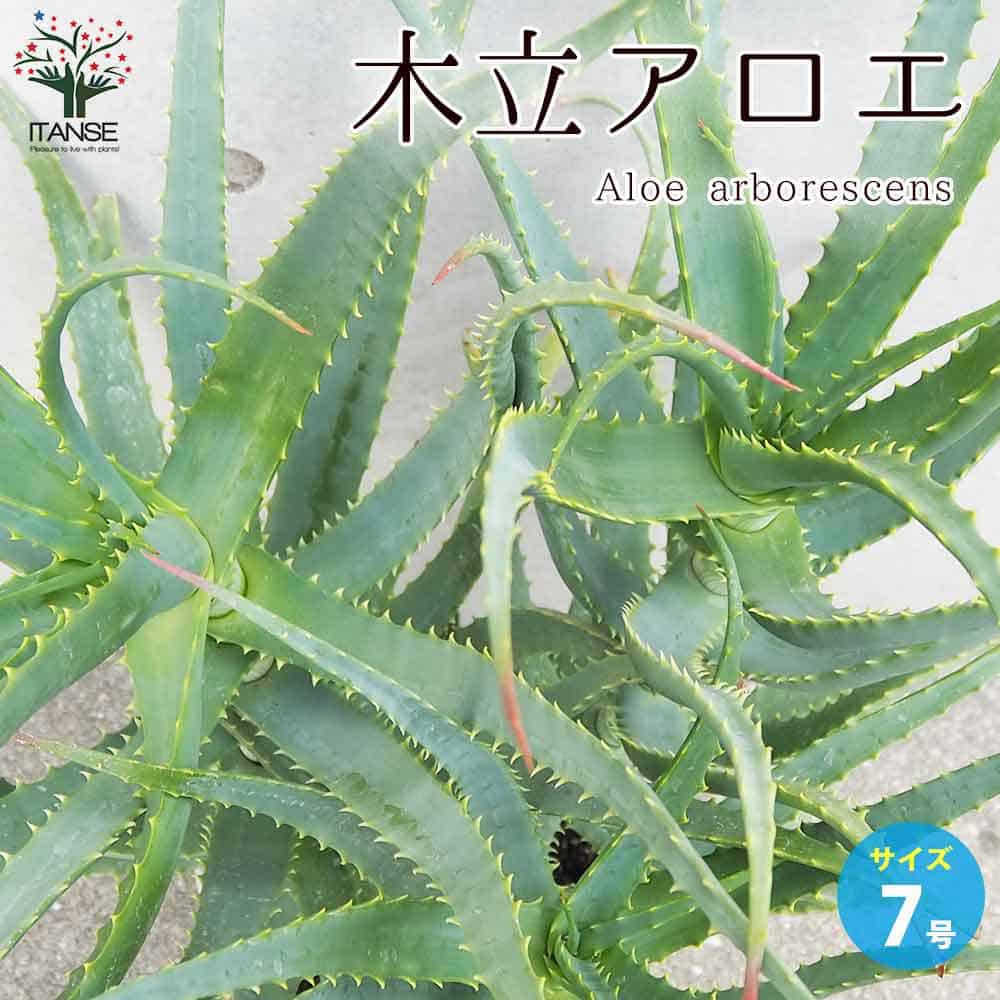 楽天市場】【SS期間☆P5倍】木立アロエ 多肉植物 7号鉢大苗 多肉植物