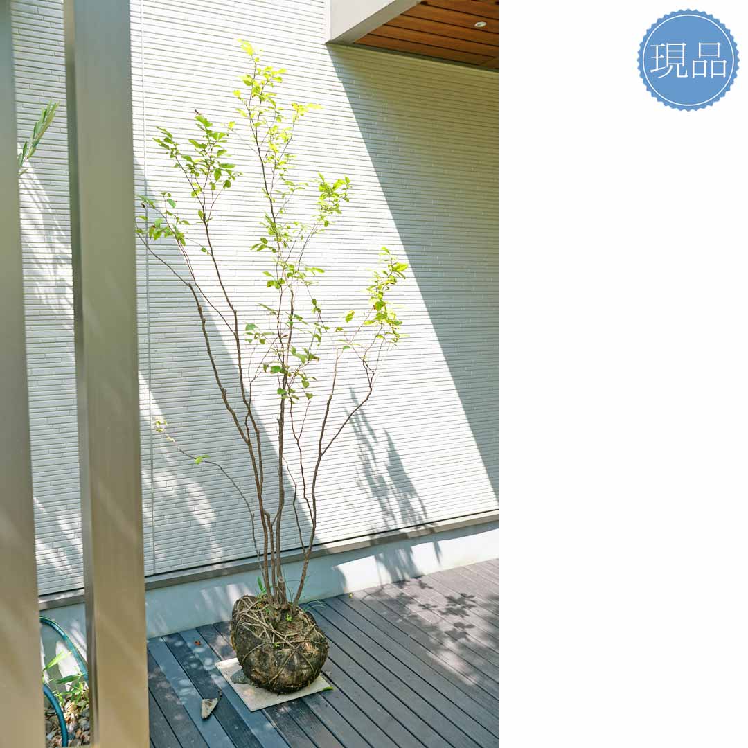 ナツハゼ 双幹 山採り 根元にクロモジ苗木付き ナツハゼ 双幹 山採り