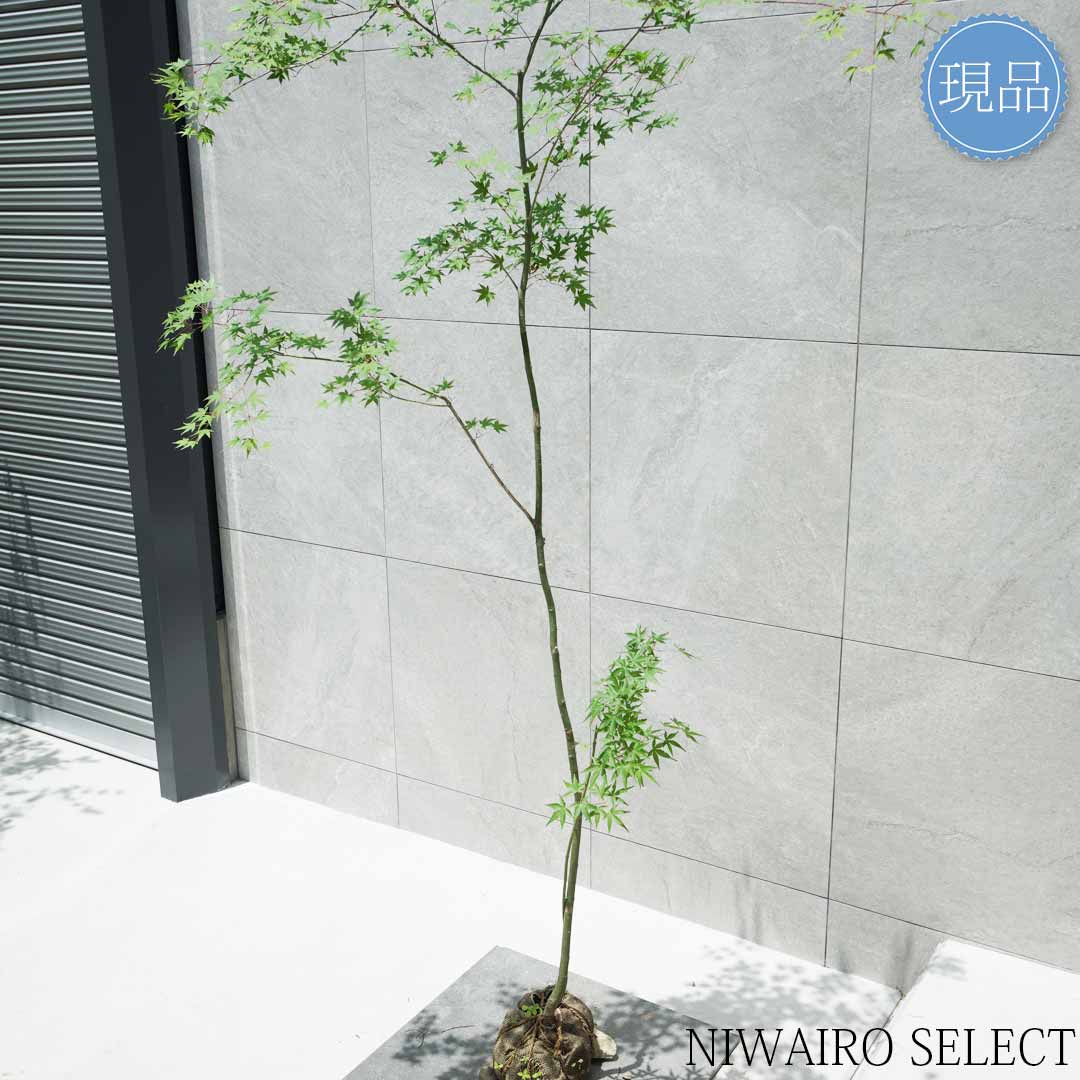 楽天市場】【現品】山採り【イロハモミジ】紅葉 株立ち 自然風樹形