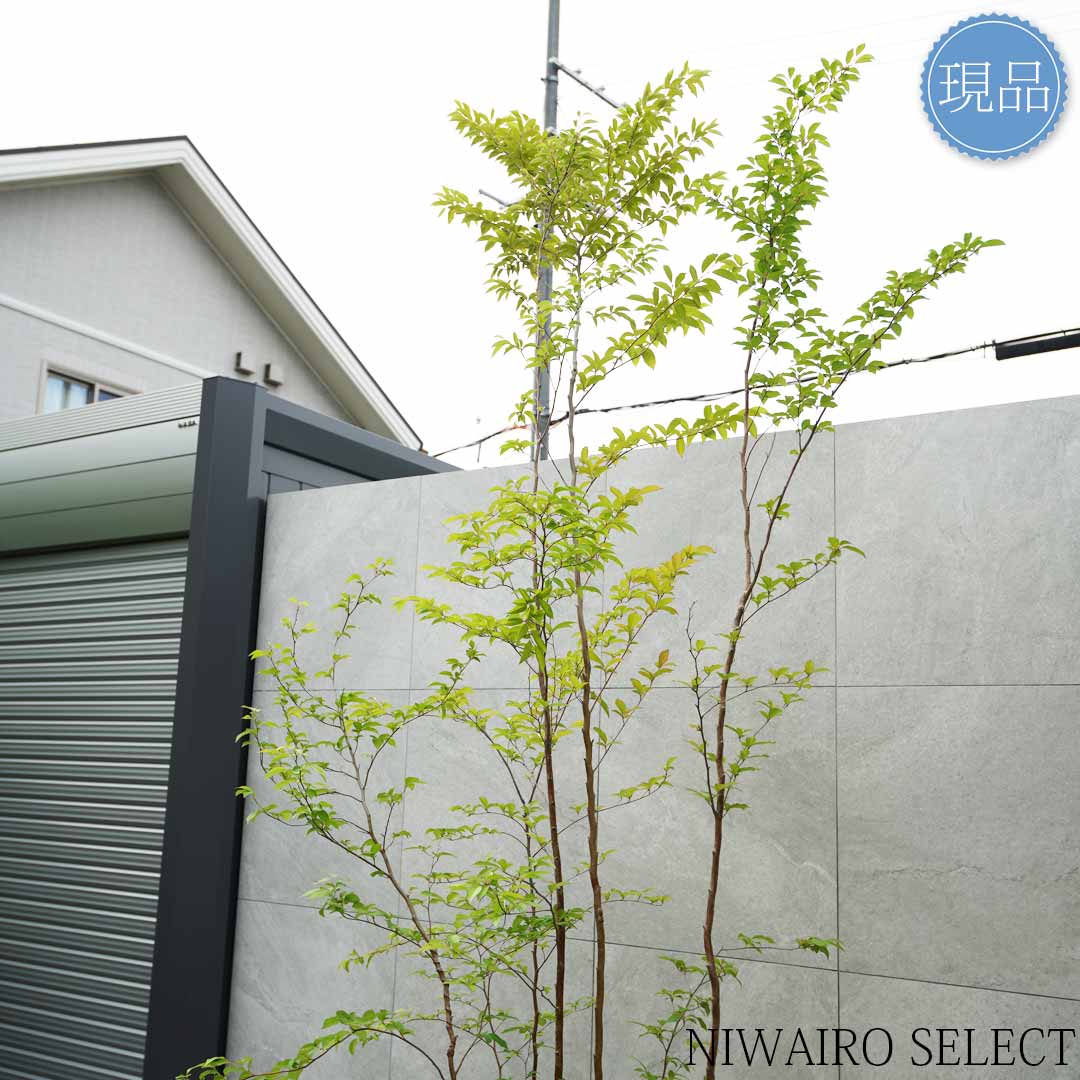 楽天市場】【現品】【ヒメシャラ】姫沙羅 株立ち 自然風樹形 樹高H