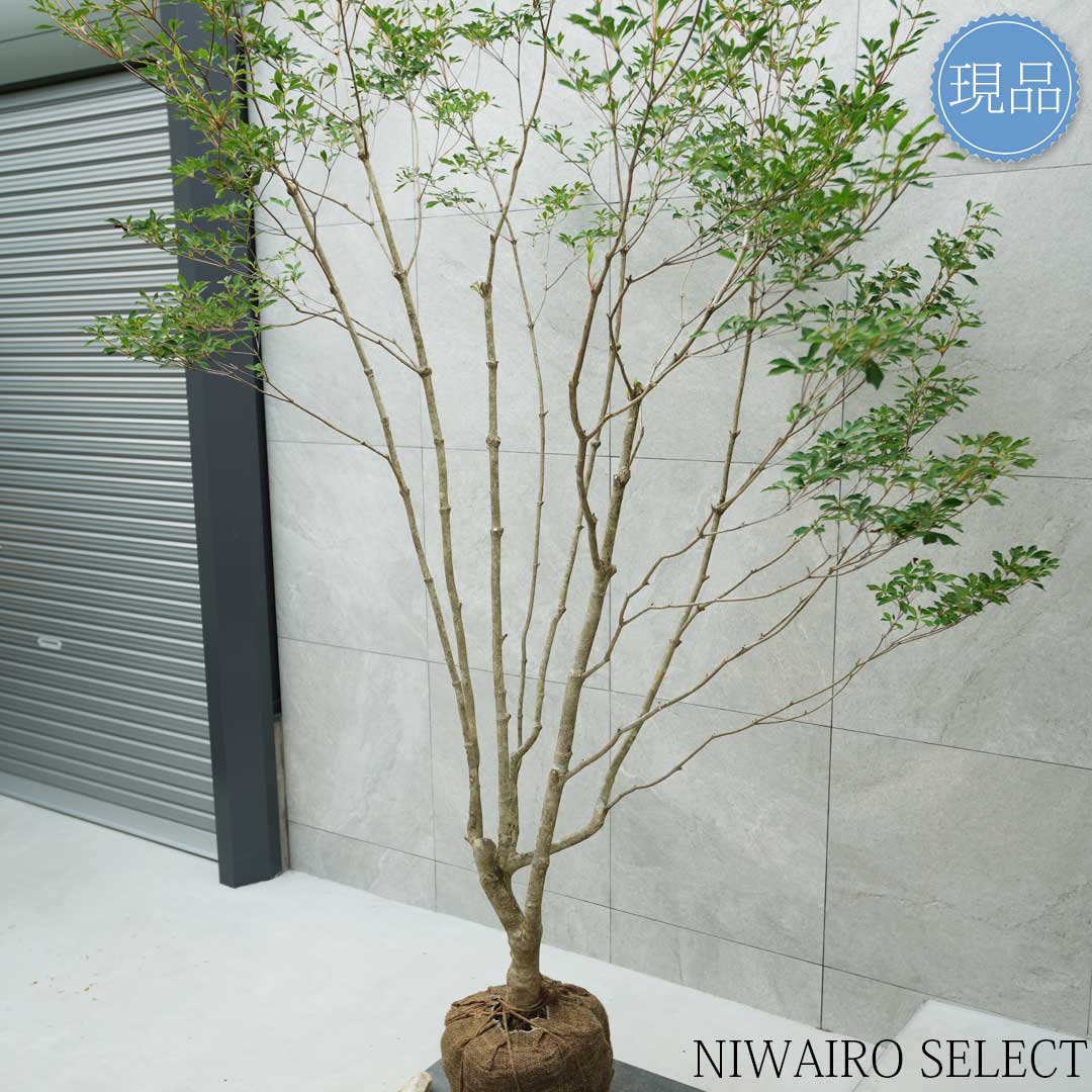 楽天市場】【現品】山採り【大型ドウダンツツジ】灯台躑躅 本株立ち