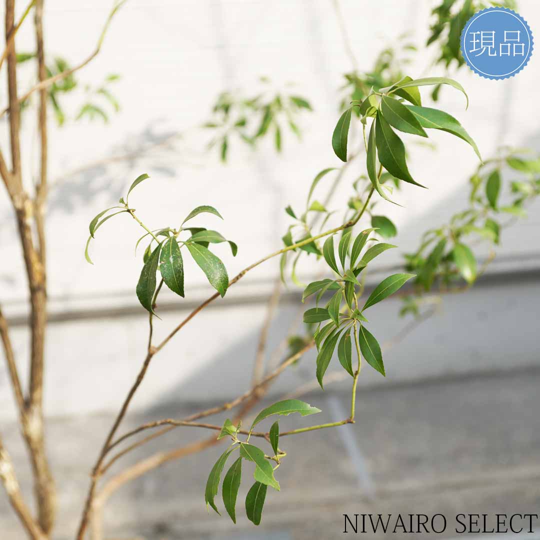 楽天市場】【現品】山採り【アセビ】白花 馬酔木 株立ち 自然風樹形