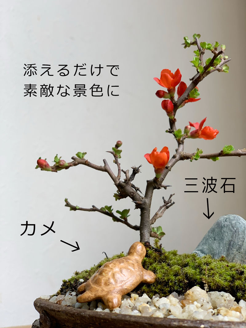 楽天市場】盆栽 長寿梅 紅花 紅長寿梅 亀付き 紅長寿梅の盆栽 信楽茶鉢