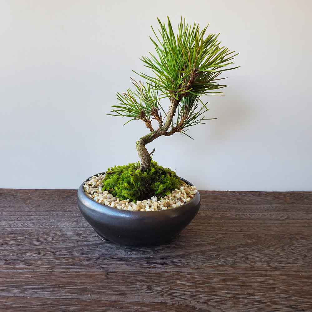 楽天市場】盆栽 黒松 くろまつ 盆栽 万古黒鉢 ぼんさい ボンサイ 松