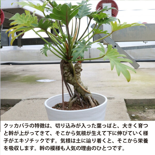 楽天市場】フィロデンドロン クッカバラ 根上がり 6号鉢 1～5個セット