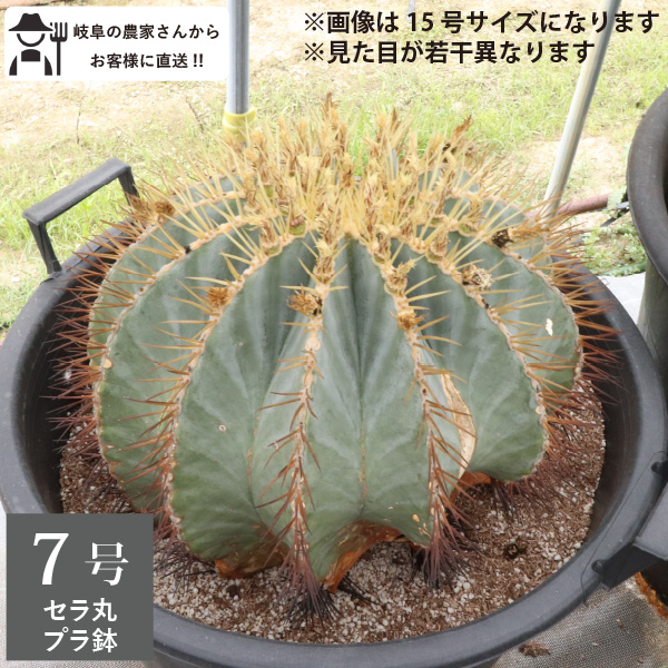 楽天市場】王冠竜 オウカンリュウ サボテン フェロカクタス 7号鉢 セラ