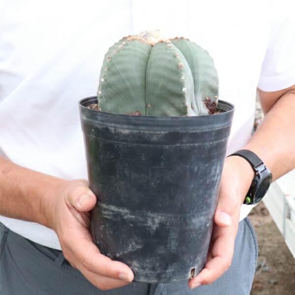 楽天市場】アストロフィツム ランポー玉 開花株 (鸞鳳玉・らんぽうぎょ