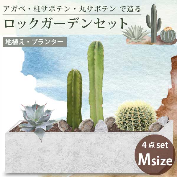 楽天市場】**3月中旬以降発送** アガベ・サボテンで造るロックガーデン
