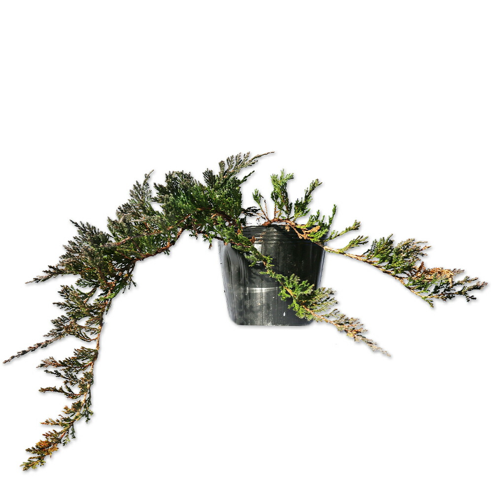 楽天市場】ウィルトニー 0.2m 15cmポット 苗 : トオヤマグリーン