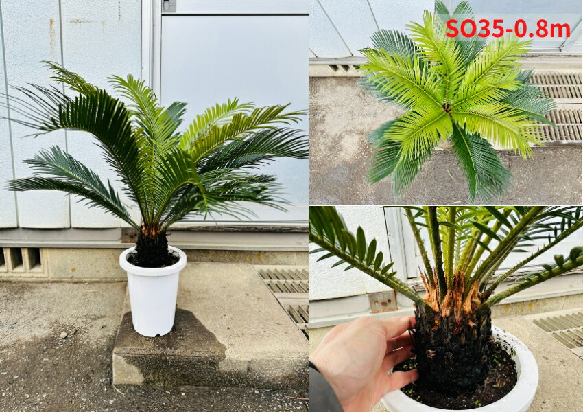 楽天市場】【現品発送】ソテツ(蘇鉄) 7号 樹高0.7-0.8m(鉢底から