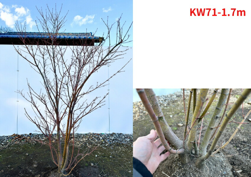 楽天市場】【現品発送】コハウチワカエデ 株立ち 樹高1.5-1.7m(根鉢