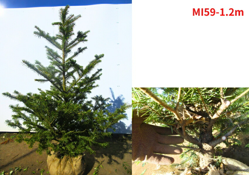 楽天市場】【現品発送】もみの木(ウラジロモミノキ) 樹高1.0-1.3m(根鉢