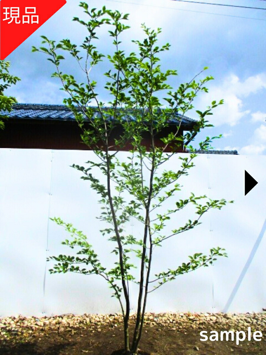 楽天市場】【現品発送】アオハダ 本株立ち 樹高1.9-2.2m(根鉢含まず