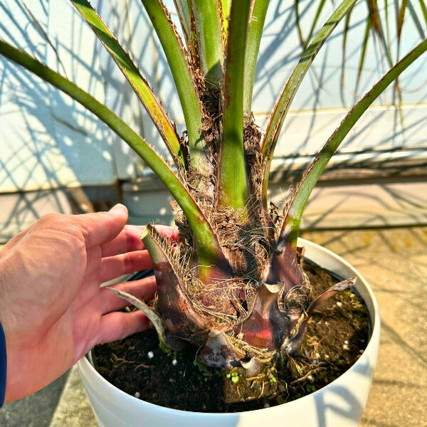 楽天市場】ココスヤシ 7号 樹高80cm前後(鉢底から) ヤシノキ 椰子の木